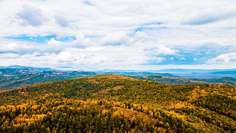 林業(yè)病蟲害精準(zhǔn)防治與健康評估